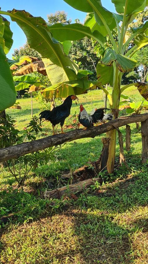 True Nature Chiang Mai - Yoga & Meditation Homestay Retreat Екстериор снимка